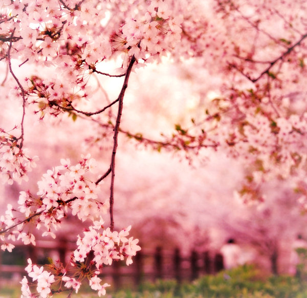 Cerezo Japones «Sakura» | nayelimezah